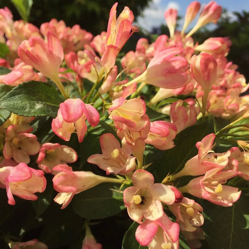 Weigelie 'All Summer Peach'