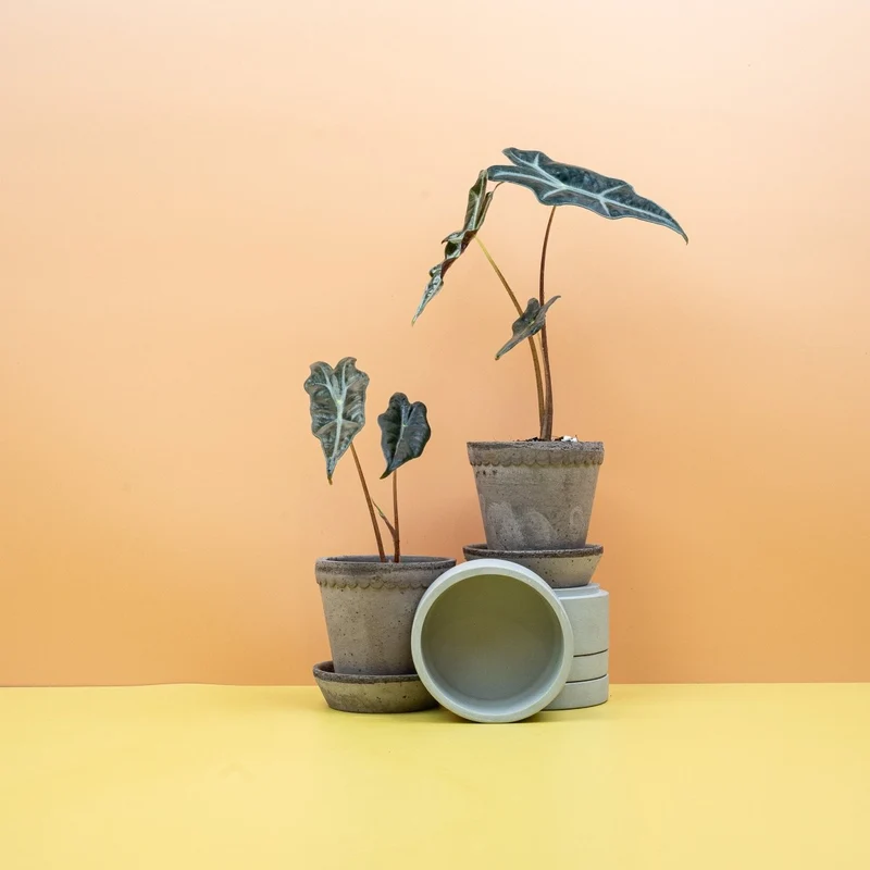 ALOCASIA NOBILIS