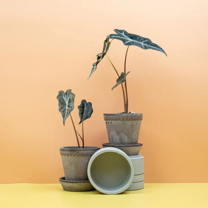 ALOCASIA NOBILIS