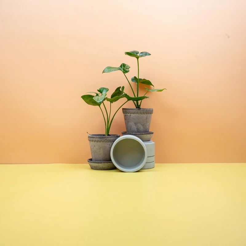 PHILODENDRON GOELDII