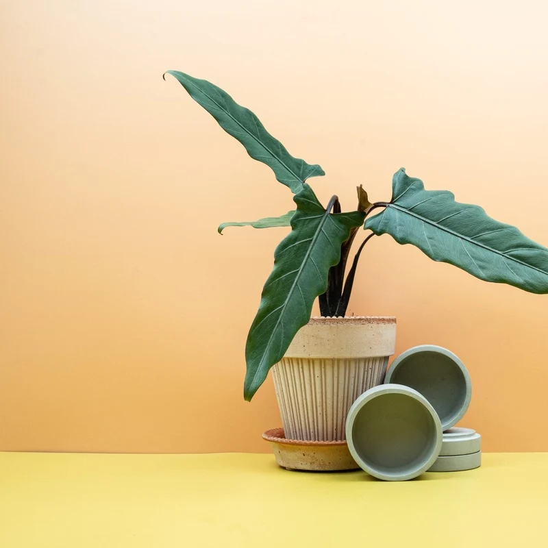 ALOCASIA LAUTERBACHIANA