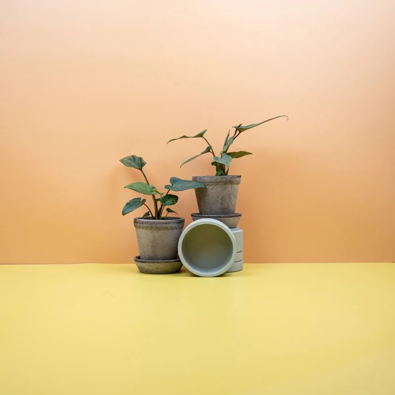 ALOCASIA LAUTERBACHIANA