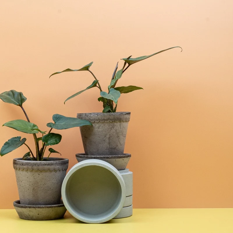 ALOCASIA LAUTERBACHIANA