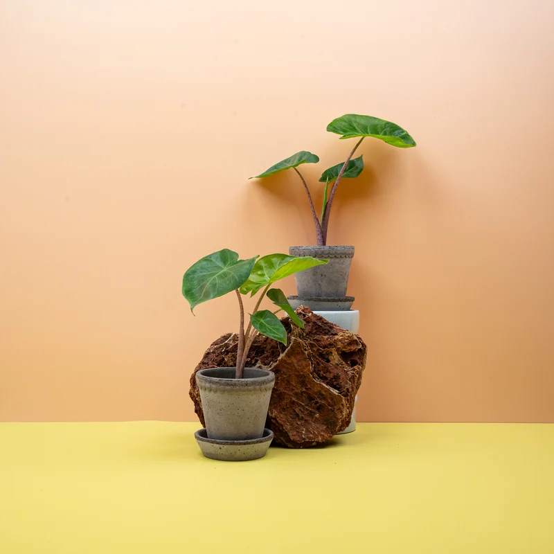 ALOCASIA IMPERIAL RED