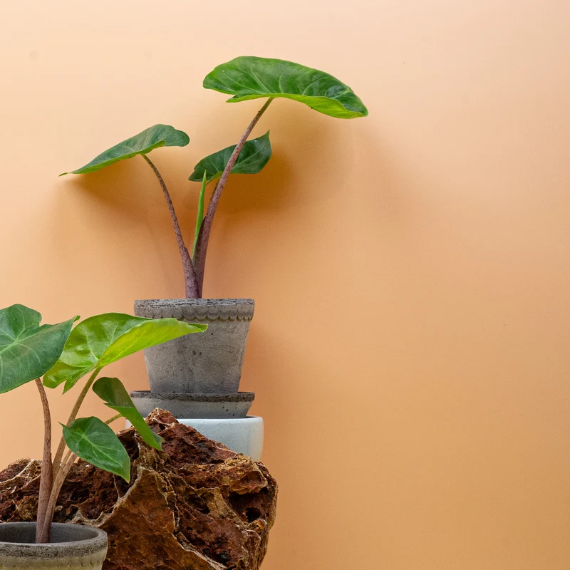ALOCASIA IMPERIAL RED