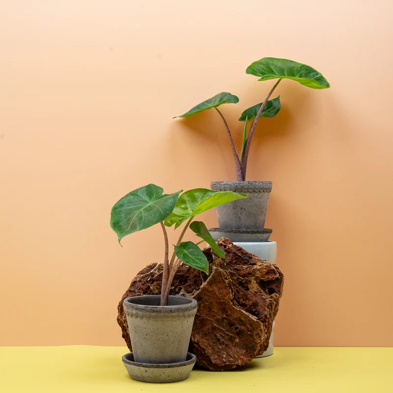 ALOCASIA IMPERIAL RED