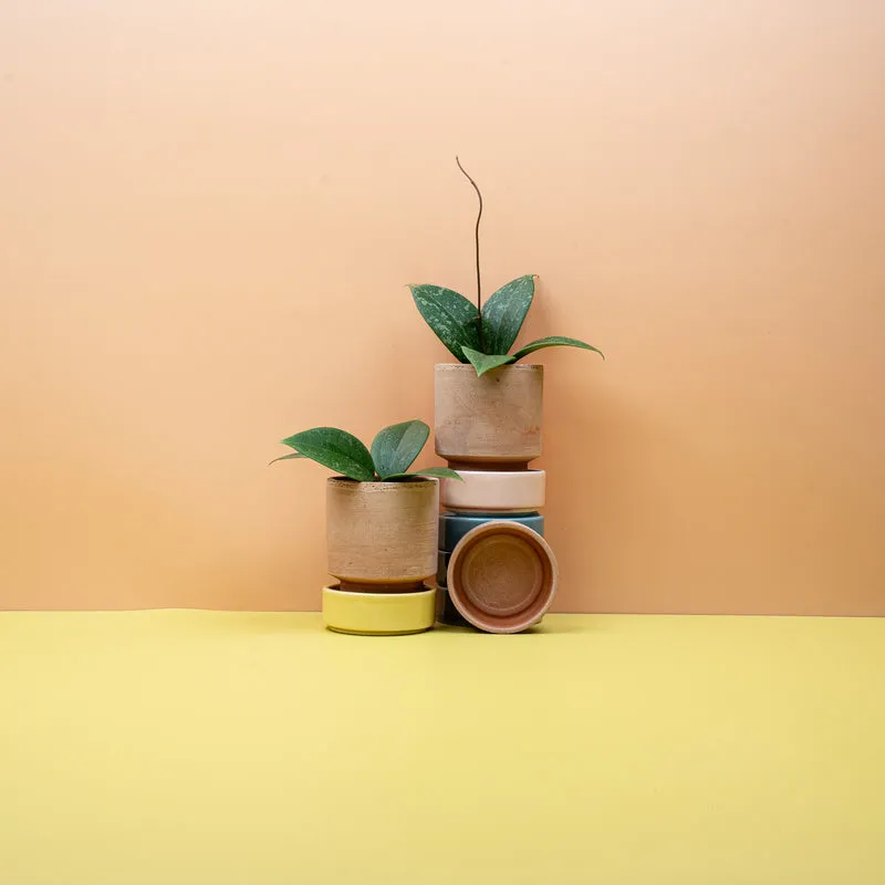 HOYA WIBERGIAE