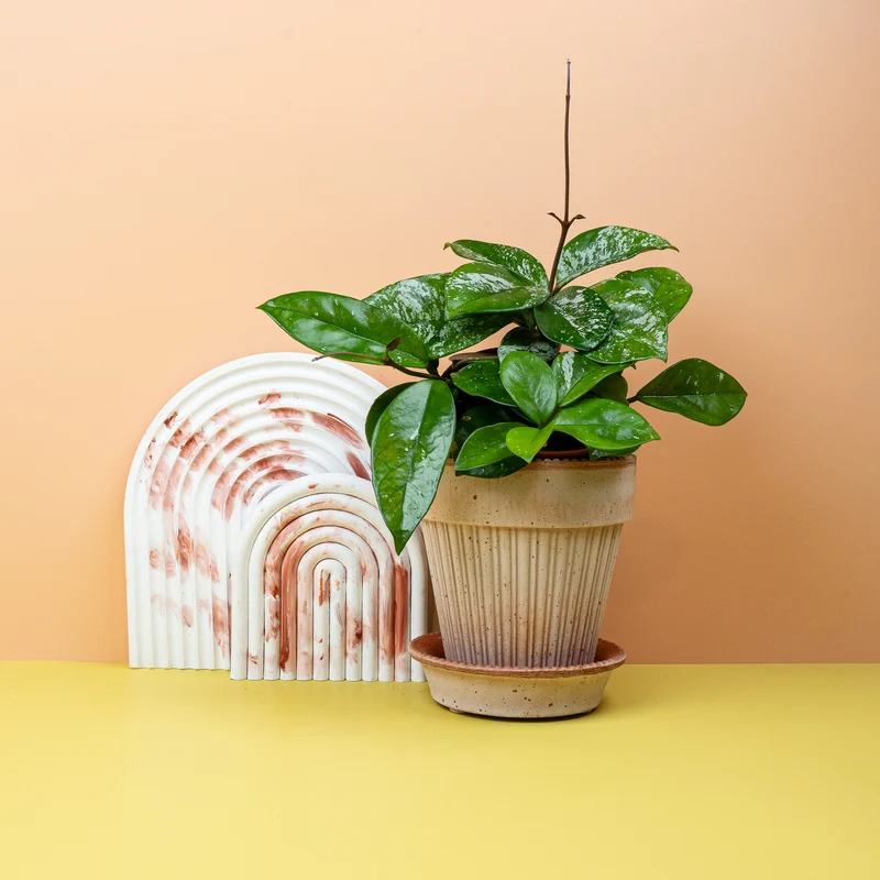 HOYA FRECKLES SPLASH