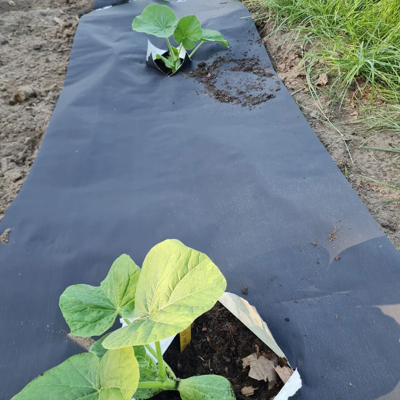 Biologisch abbaubare Mulchfolie 0,60 x 20 m