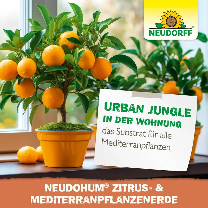 Neudorff NeudoHum Zitrus- & MediterranpflanzenErde