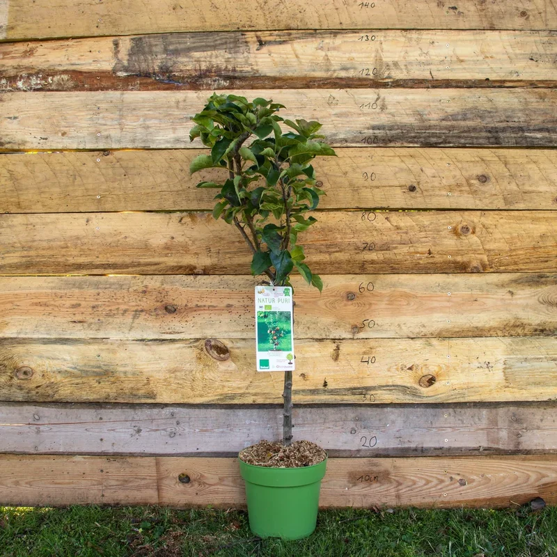 Bio Apfel Zwergenstar