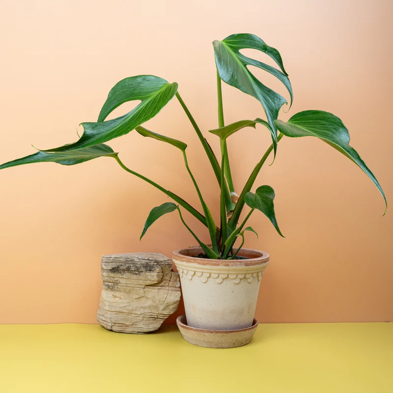 MONSTERA BURLE MARX FLAME