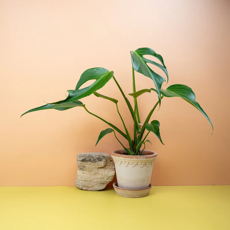 MONSTERA BURLE MARX FLAME
