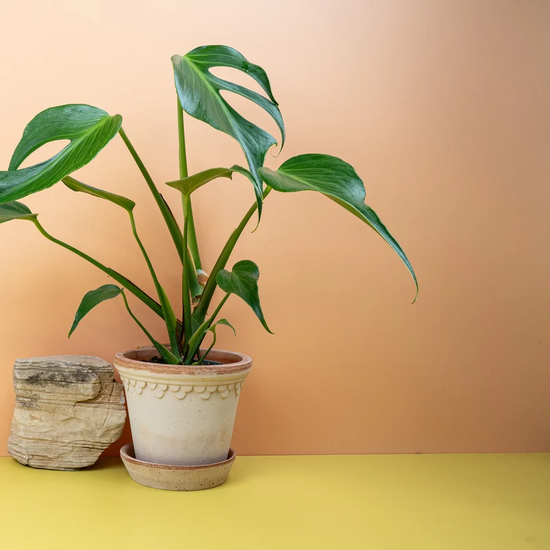 MONSTERA BURLE MARX FLAME