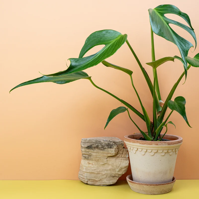 MONSTERA BURLE MARX FLAME