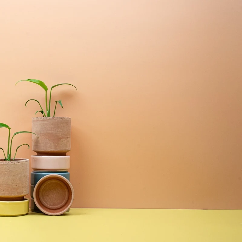 MONSTERA BURLE MARX FLAME