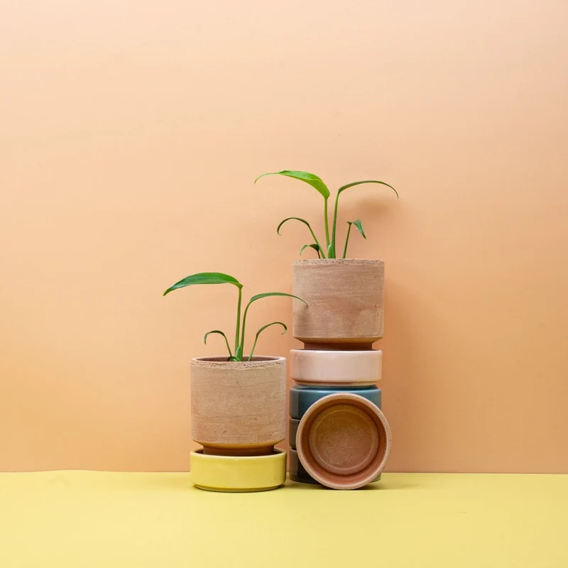 MONSTERA BURLE MARX FLAME