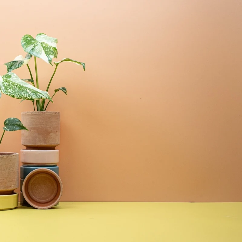 MONSTERA CREME BRULEE