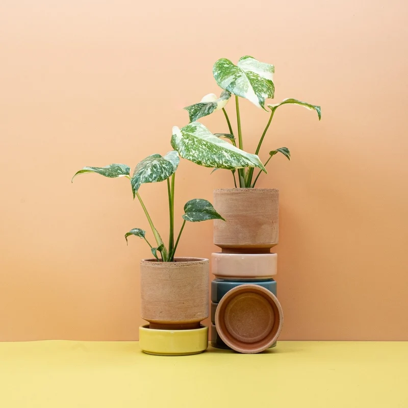 MONSTERA CREME BRULEE