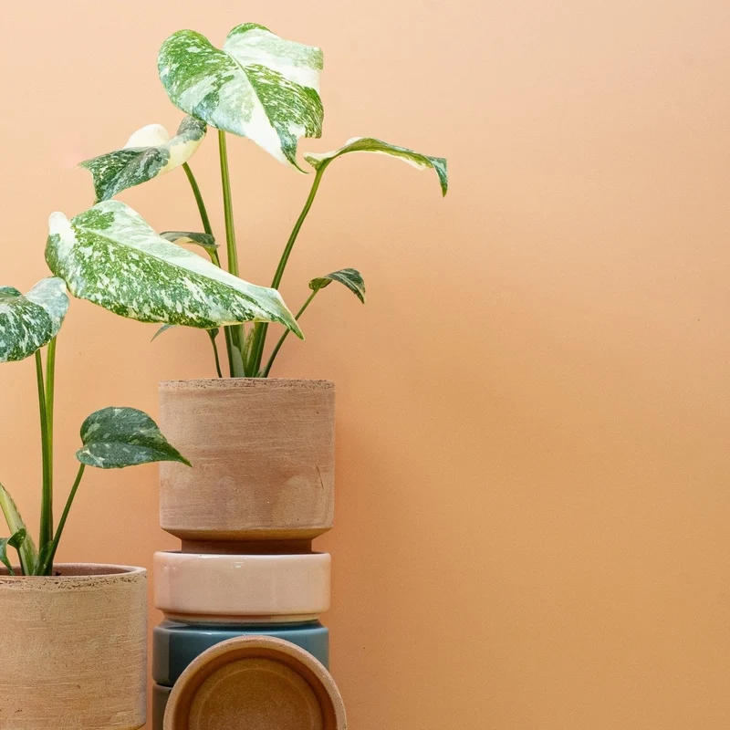 MONSTERA CREME BRULEE