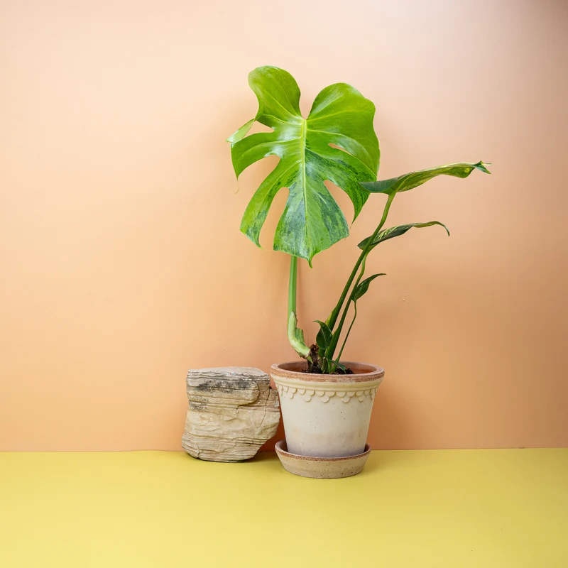 MONSTERA DELICIOSA VARIEGATA AUREA