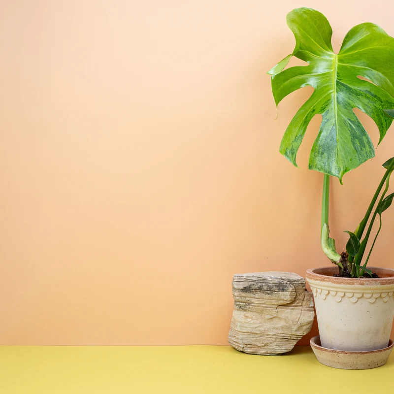 MONSTERA DELICIOSA VARIEGATA AUREA