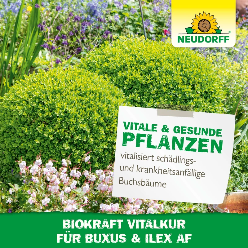Neudorff BioKraft Vitalkur für Buxus & Ilex