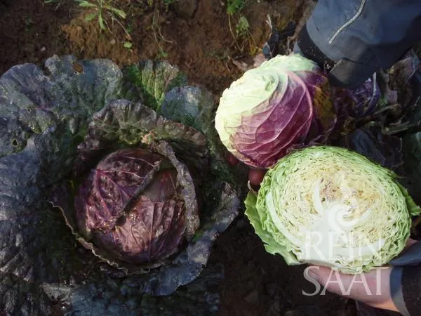 BIO Saatgut Wirsingkohl Violaceo di Verona