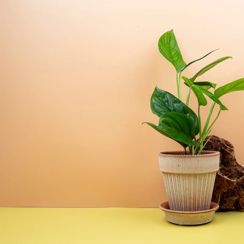 MONSTERA OBLIQUA CANELLOS