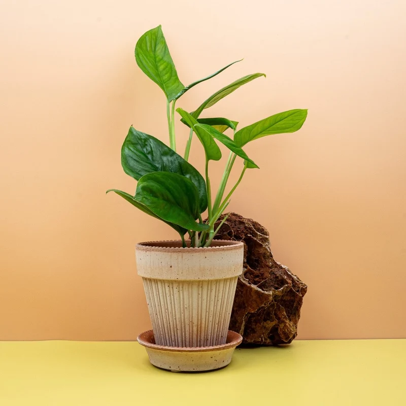 MONSTERA OBLIQUA CANELLOS