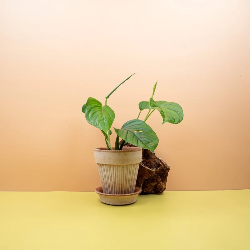 MONSTERA XANTHOSPATHA