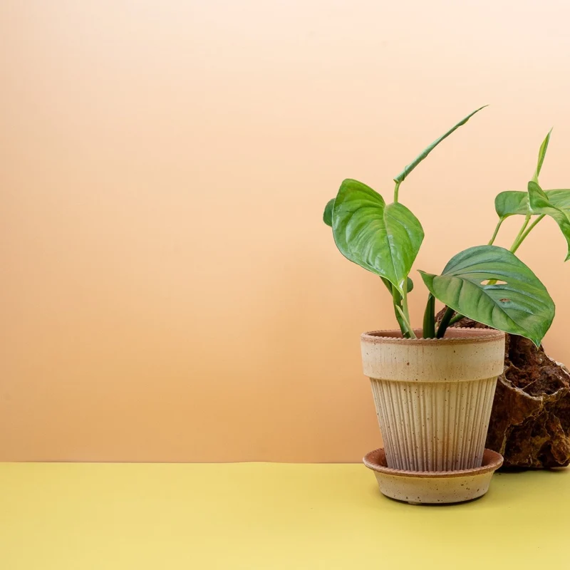 MONSTERA XANTHOSPATHA