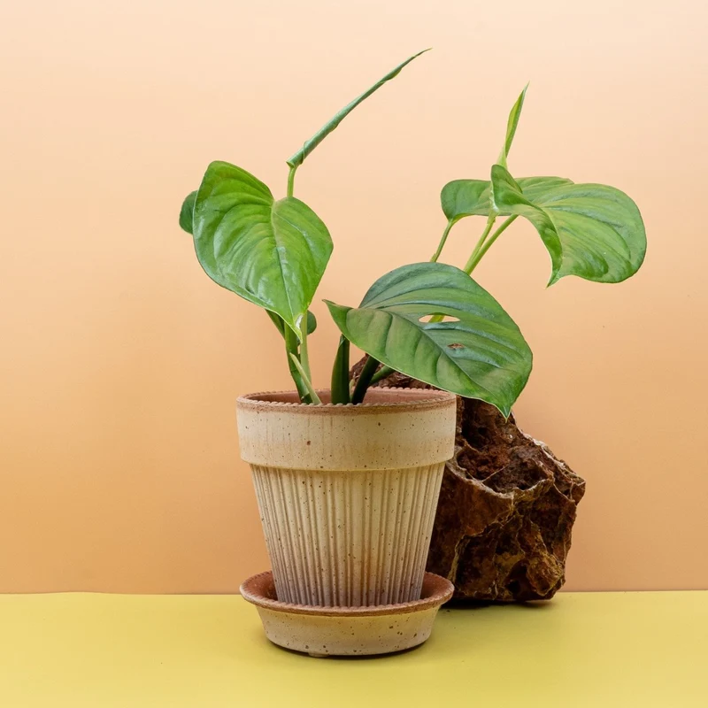 MONSTERA XANTHOSPATHA