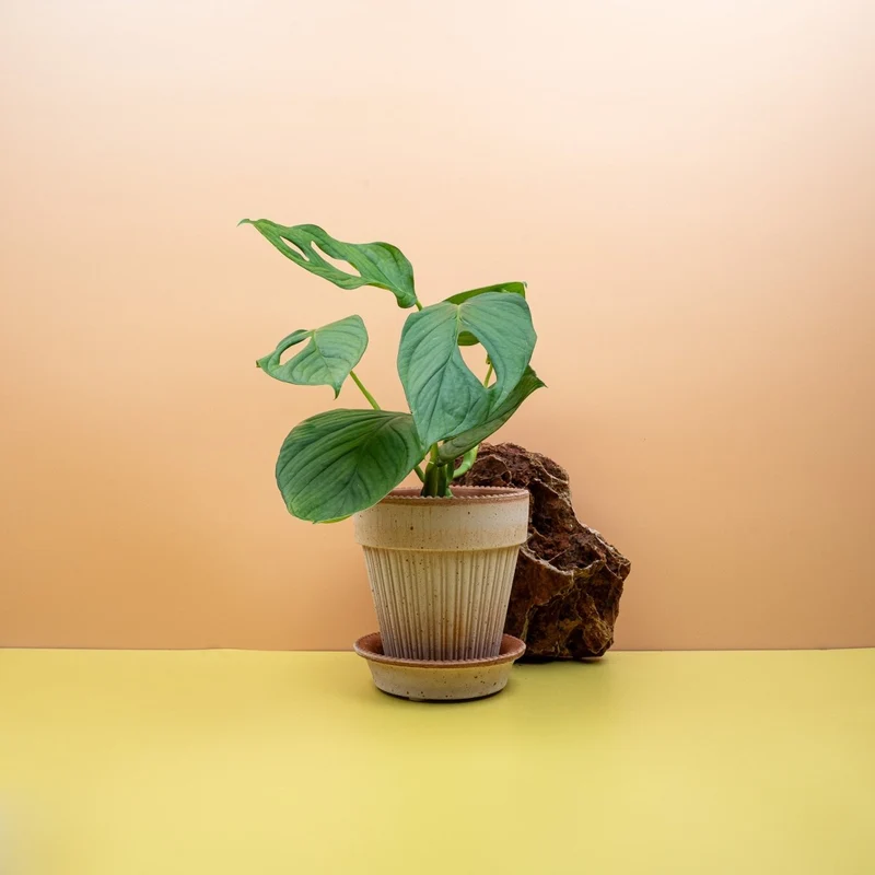 MONSTERA SP LOLI