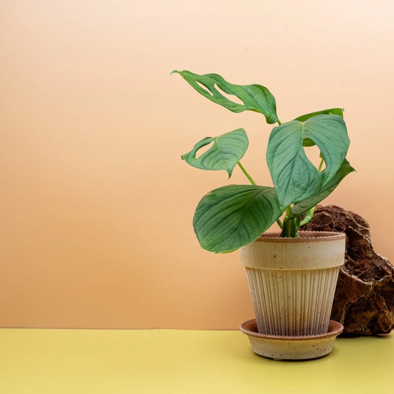 MONSTERA SP LOLI