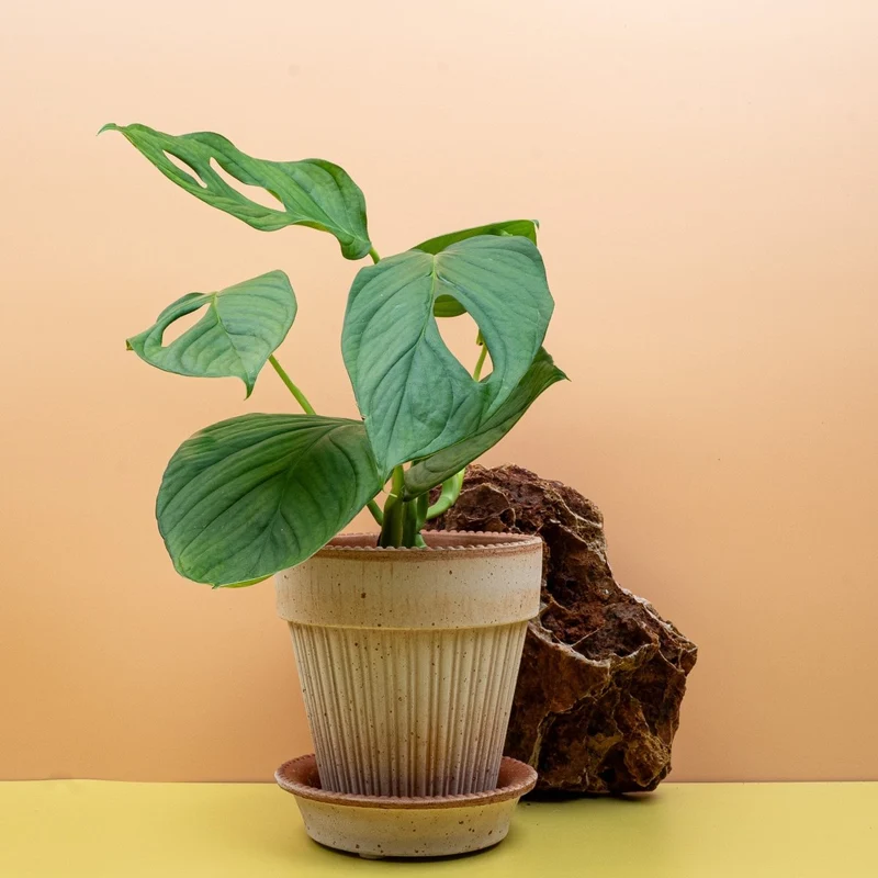 MONSTERA SP LOLI