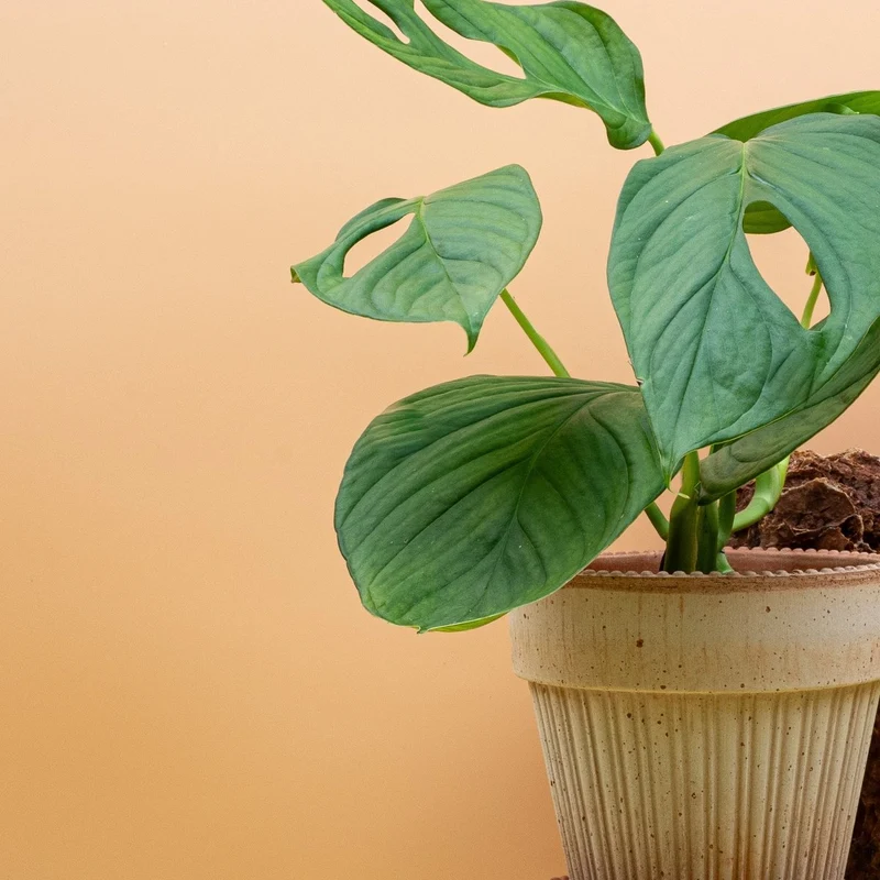 MONSTERA SP LOLI