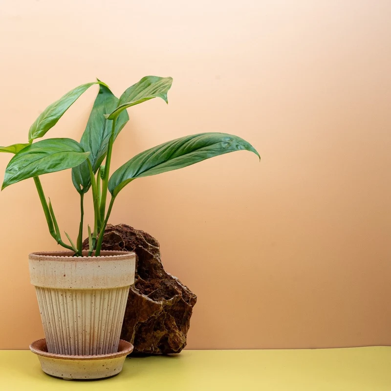 MONSTERA OBLIQUA AMAZONAS