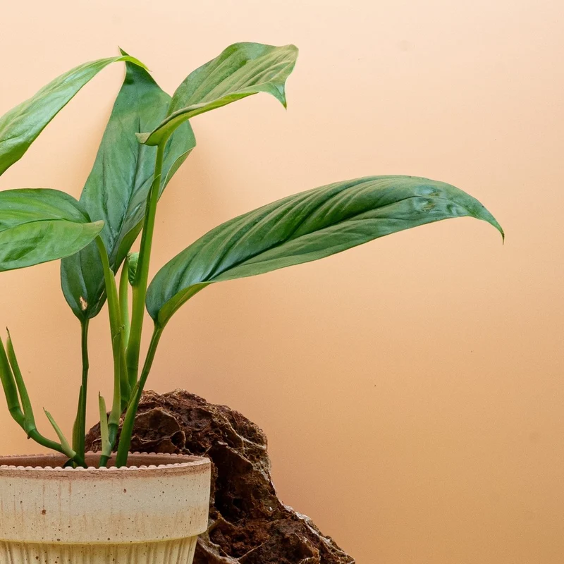 MONSTERA OBLIQUA AMAZONAS