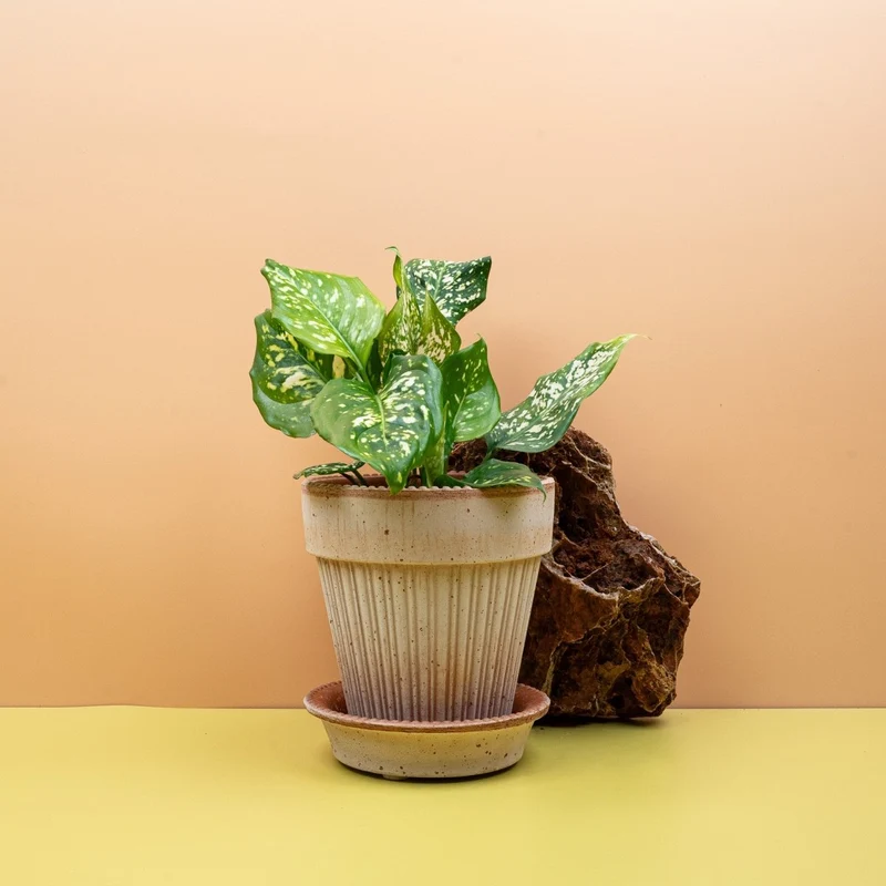 AGLAONEMA DIAMOND WHITE