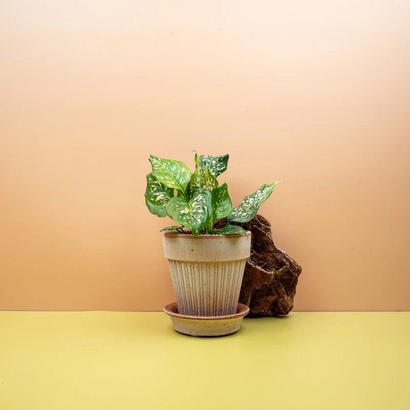 AGLAONEMA DIAMOND WHITE