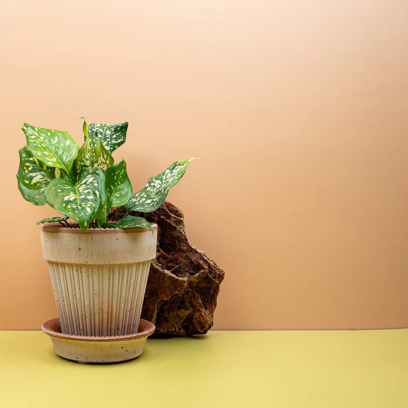 AGLAONEMA DIAMOND WHITE