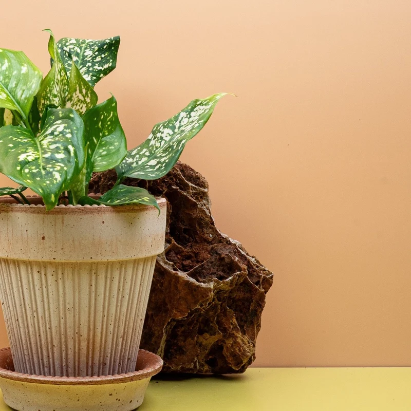 AGLAONEMA DIAMOND WHITE