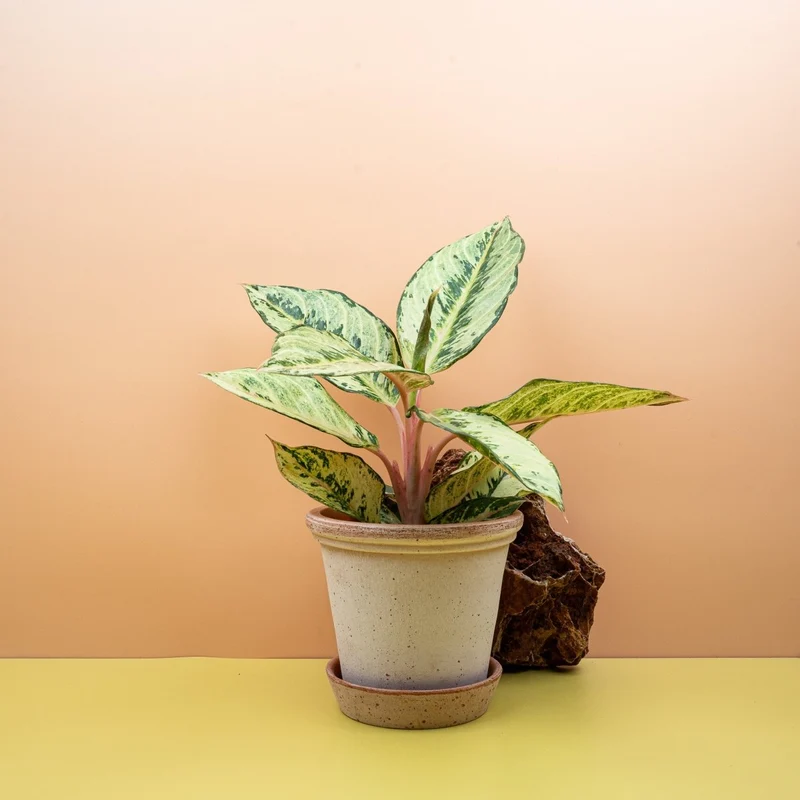 AGLAONEMA CHARTREUSE PRETTY