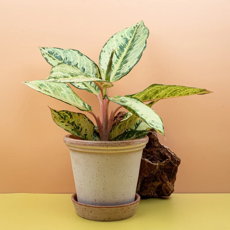 AGLAONEMA CHARTREUSE PRETTY