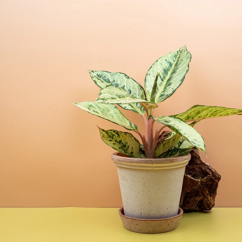 AGLAONEMA CHARTREUSE PRETTY