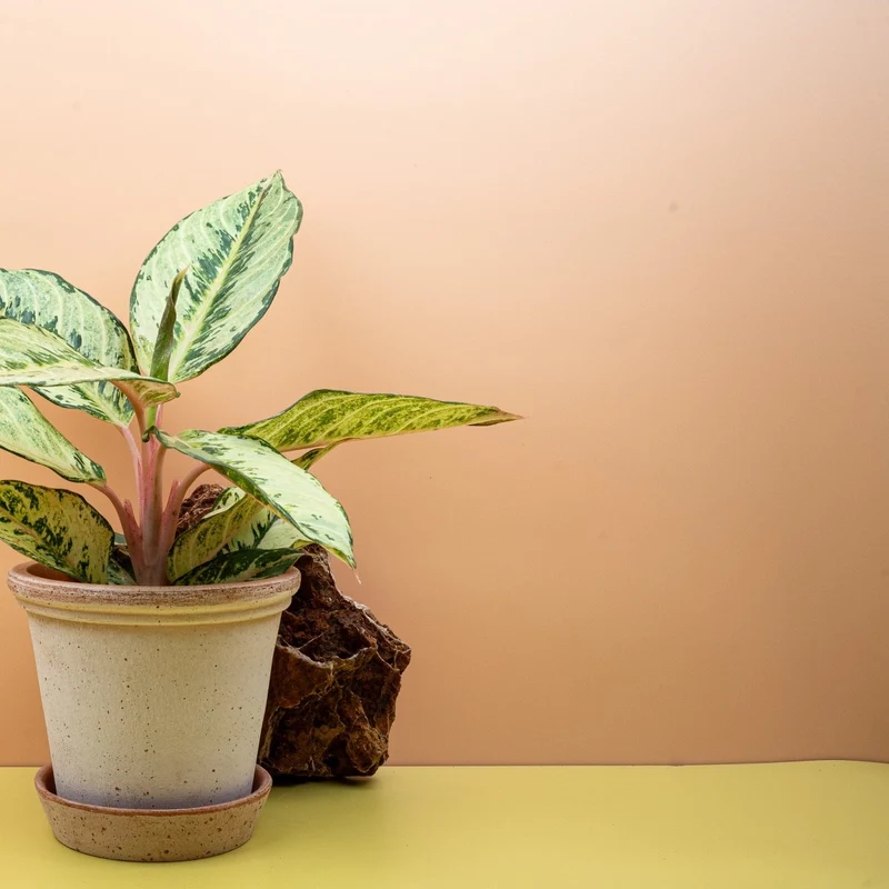 AGLAONEMA CHARTREUSE PRETTY
