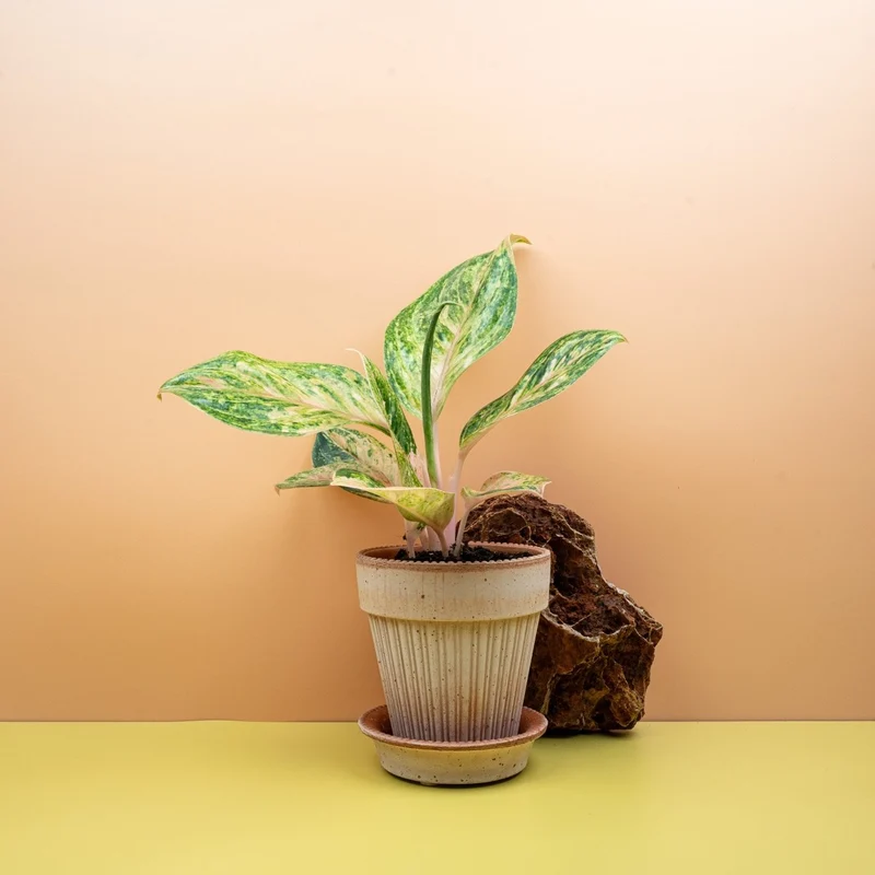 AGLAONEMA PEACH PEARL