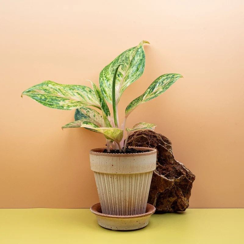 AGLAONEMA PEACH PEARL
