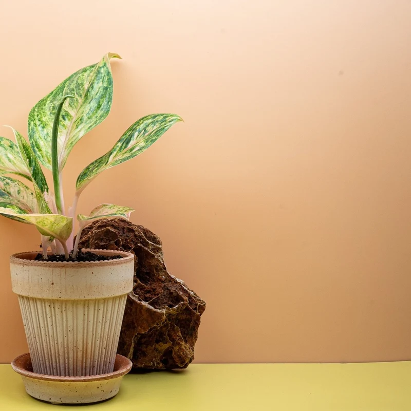 AGLAONEMA PEACH PEARL